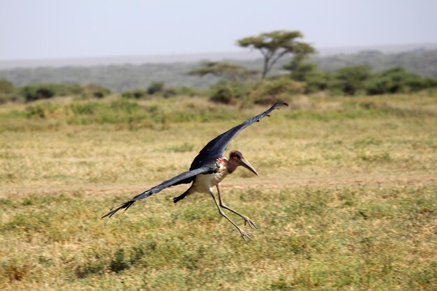 Photo vue latérale d'un oiseau sur un champ