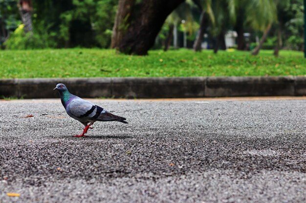 Vue latérale d'un oiseau sur le champ