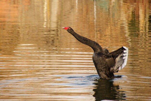 Photo vue latérale d'un oiseau dans l'eau