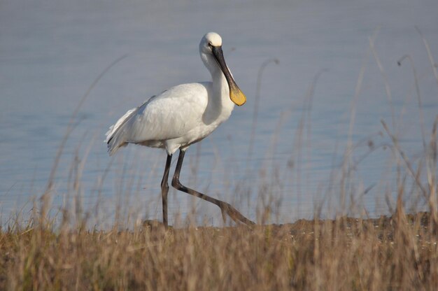 Vue latérale d'un oiseau sur l'eau