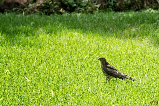 Vue latérale d'un oiseau sur l'herbe