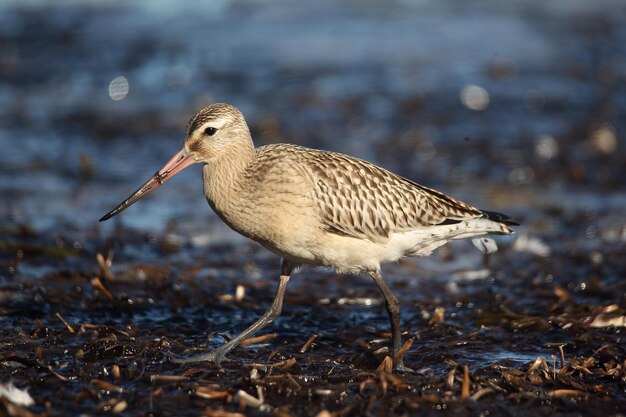 Photo vue latérale d'un oiseau marchant sur la plage