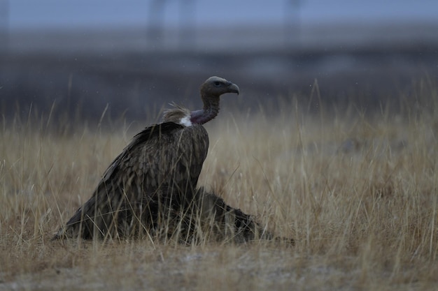 Vue latérale d'un oiseau perché sur un champ