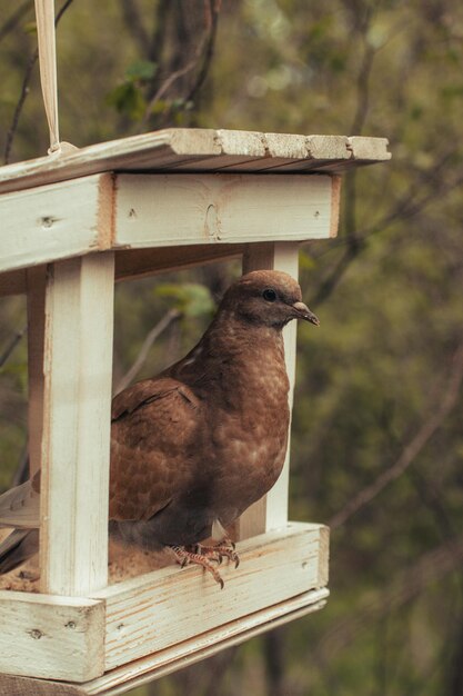 Vue latérale d'un oiseau perché sur du bois