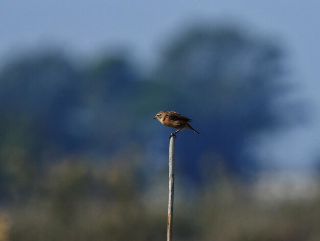 Vue latérale d'un oiseau perché sur un poteau