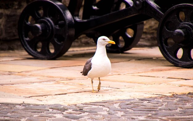 Photo vue latérale d'un oiseau sur le sol