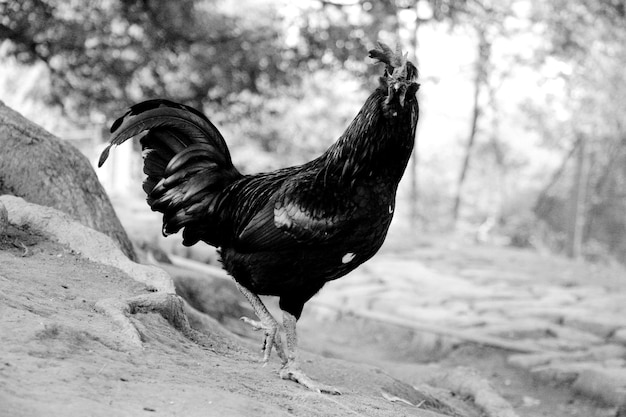 Photo vue latérale d'un oiseau sur terre