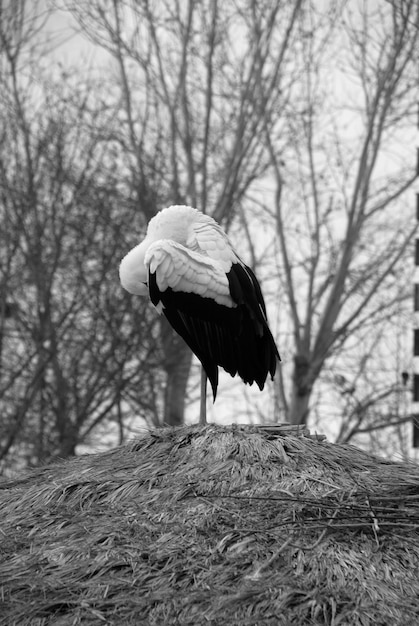 Photo vue latérale d'un oiseau sur une terre