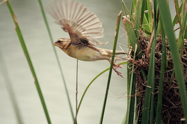 Photo vue latérale d'un oiseau en vol