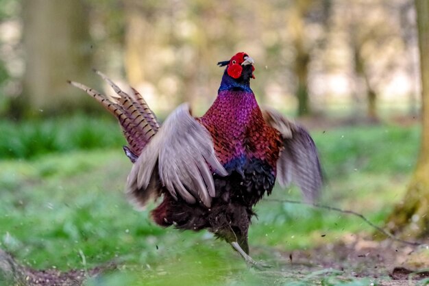 Photo vue latérale d'un oiseau volant au-dessus de la terre