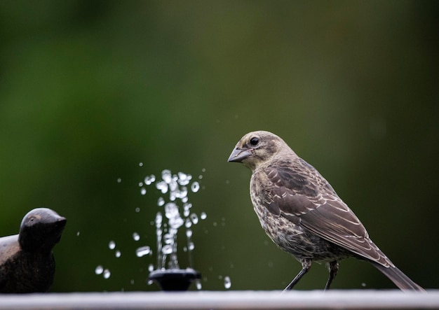 Photo vue latérale d'oiseaux perchés sur l'eau