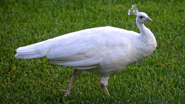 Vue latérale d'un paon blanc qui marche sur l'herbe