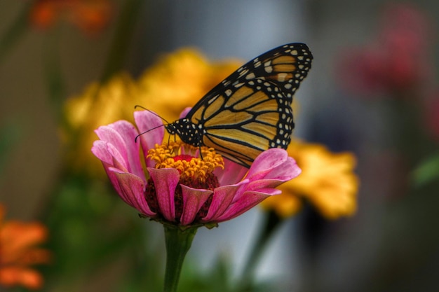 Vue latérale d'un papillon sur une fleur