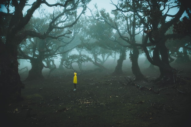 Photo vue latérale d'une personne portant une veste jaune debout dans la forêt par temps brumeux