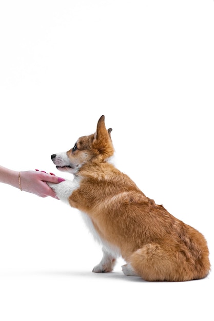 Vue latérale d'un petit chiot Pembroke Welsh Corgi assis et donnant sa patte à son propriétaire Isolé sur un fond blanc Petit chien heureux Concept de soins vie animale santé exposition race de chien