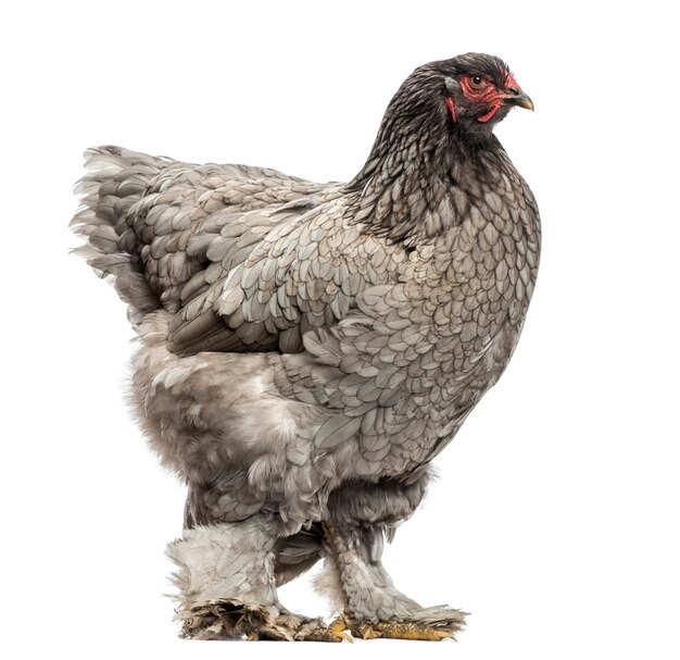 Vue latérale d'une poule Dark Brahma, isolée sur blanc