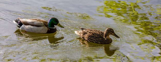 Vue latérale rapprochée des canards dans l'eau