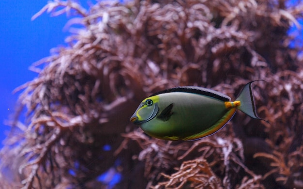 Vue latérale rapprochée du poisson naso tang dans l'eau