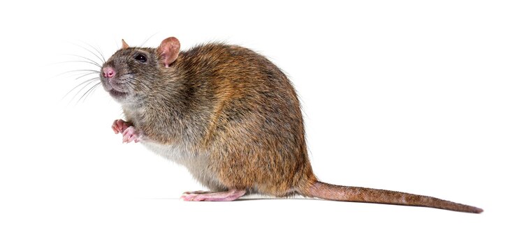 Photo vue latérale d'un rat brun regardant vers le haut sur ses pattes arrière rattus norvegicus isolé