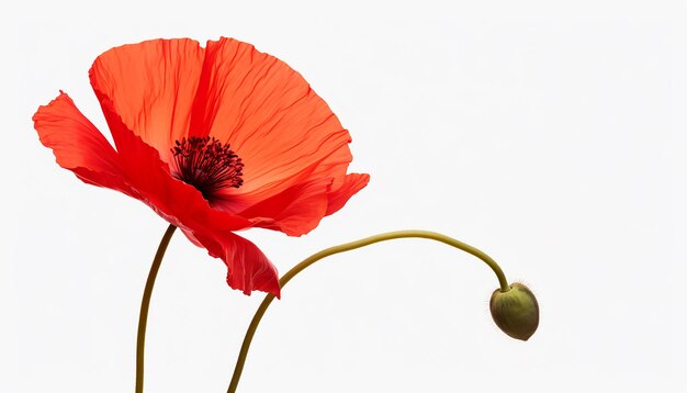 Photo vue latérale surélevée de la fleur de pavot isolée