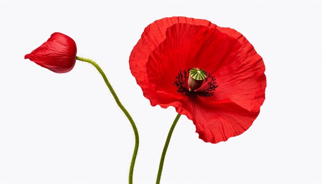 Photo vue latérale surélevée de la fleur de pavot isolée