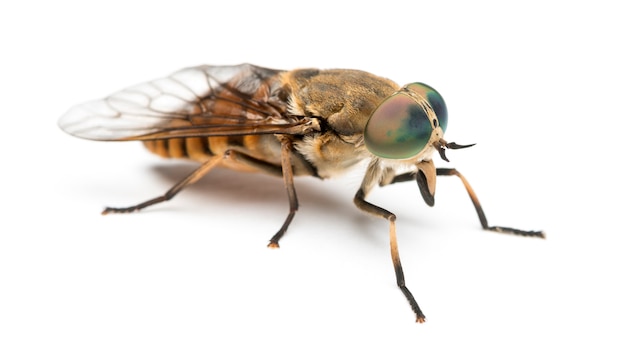 Vue latérale d'un taon, Tabanus, isolé sur blanc