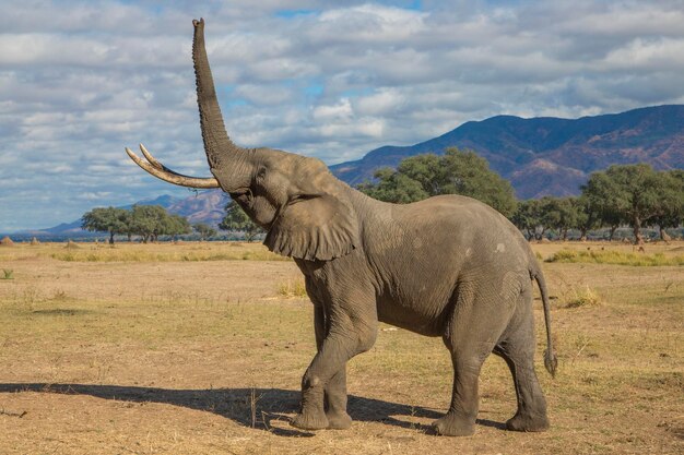 Photo vue latérale d'un taureau d'éléphant africain loxodonta africana soulevant sa trompe vers le haut