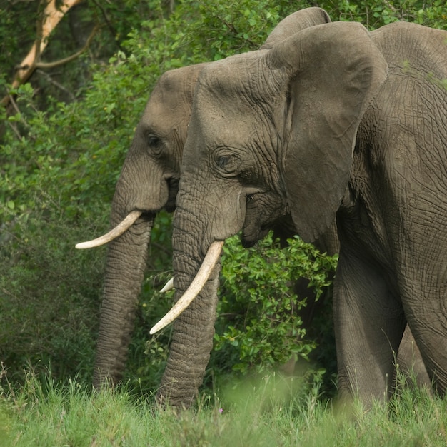 Vue latérale sur la tête de deux éléphants