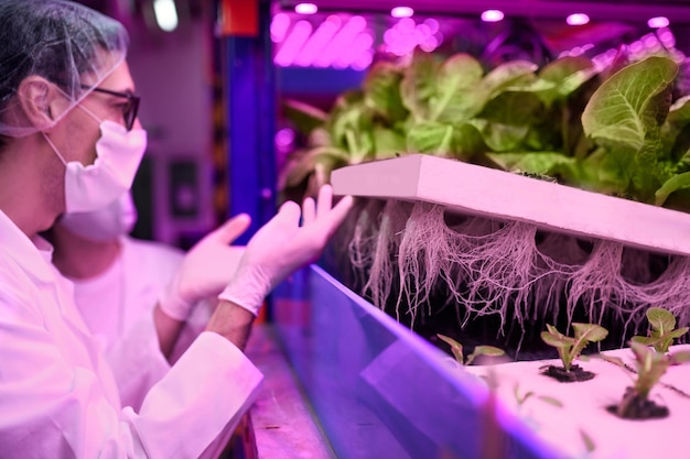 Vue latérale des travailleurs avec masque facial sur une ferme aquaponique, une entreprise durable et un coronavirus.