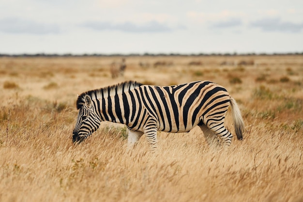 Vue latérale Zebra dans la faune pendant la journée