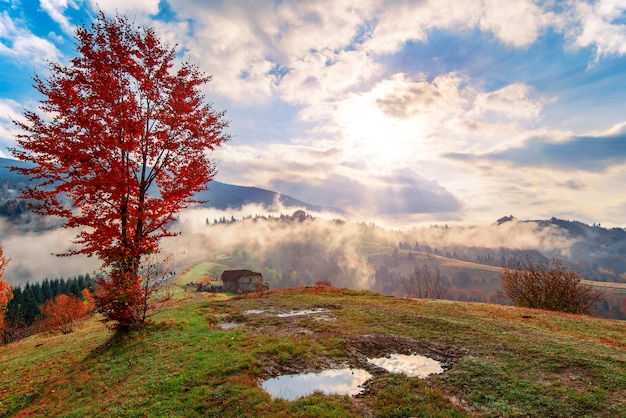 Vue sur le lever du soleil de la forêt de montagne avec ciel nuageux dramatique