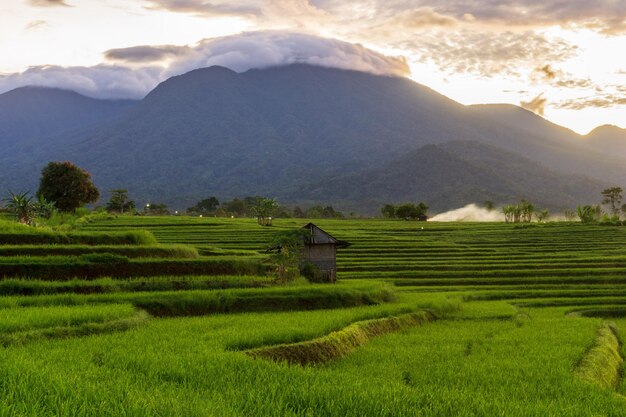 La vue sur le lever du soleil le matin dans les rizières de Bengkulu Asie du Nord Indonésie