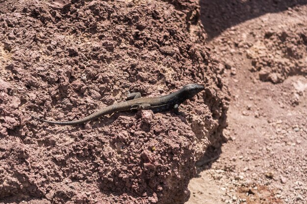 Photo vue d'un lézard sous un angle élevé