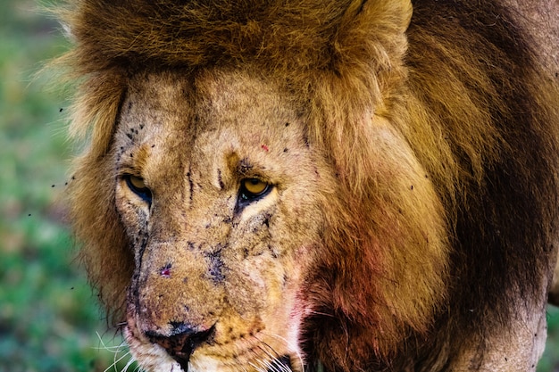 La vue d'un lion. Kenya, Afrique