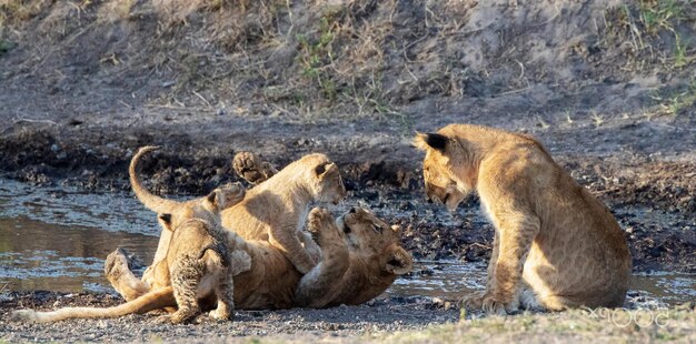 Photo vue d'un lion