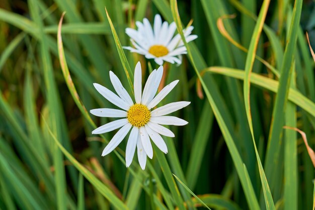 Une vue d'une longue fleur de marguerite commune fleurie avec de la vapeur et du jaune au centre Une vue rapprochée de marguerites blanches avec de longues feuilles de tige Un groupe de fleurs blanches brillait de mille feux dans le jardin