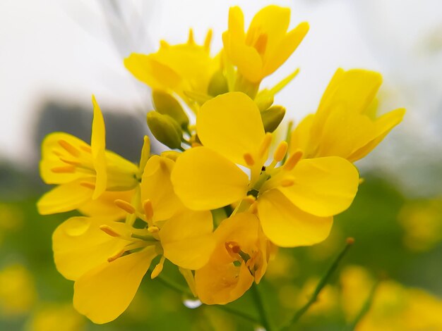 Vue macro de fleur de moutarde jaune