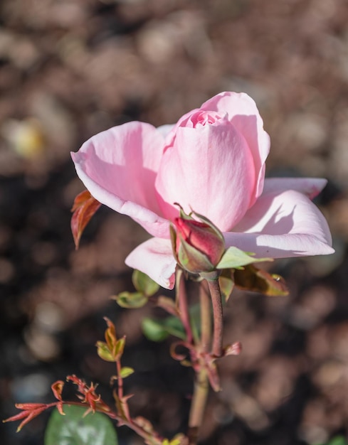 Vue macro de fleur rose rose qui fleurit en été