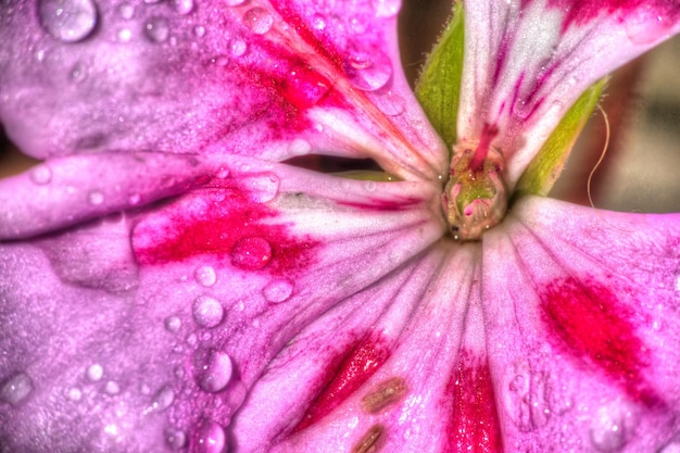 Vue macro d'un géranium humide en hdr