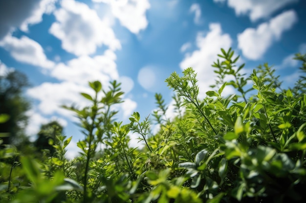 Vue macro des plantes vertes et du ciel bleu avec des nuages en arrière-plan créés avec une IA générative