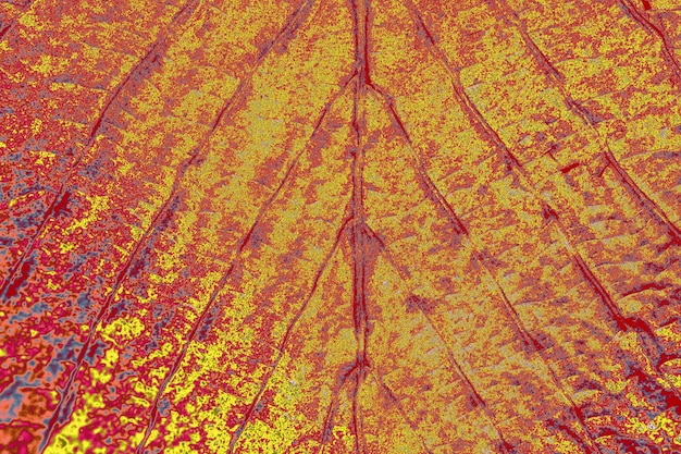 Photo vue macro de la texture des feuilles sèches