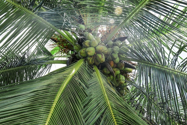 Vue sur le magnifique cocotier du complexe tropical