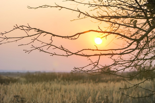 Vue sur le magnifique coucher de soleil à travers les branches d'arbres sombres