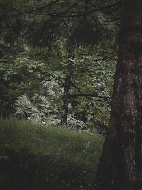 une vue magnifique sur une forêt italienne