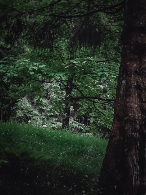 Une vue magnifique sur une forêt italienne