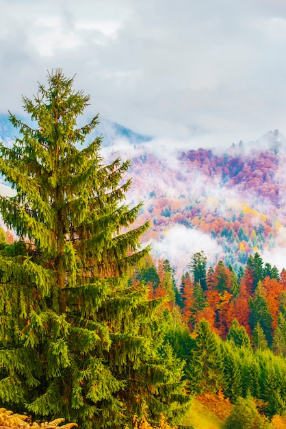 Vue sur la majestueuse forêt de montagne