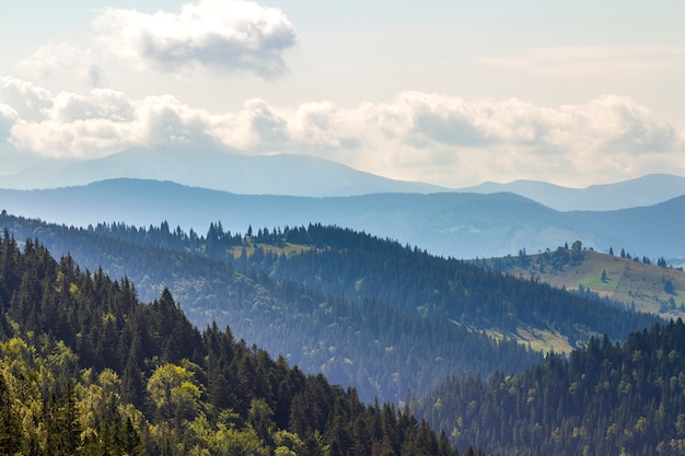 Vue majestueuse sur les magnifiques montagnes des Carpates, densément couvertes de forêt verte, en Ukraine. Crêtes de montagne brumeuses à distance, soleil doux, ciel lumineux avec des nuages blancs.