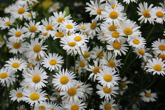 Vue des marguerites sous un angle élevé