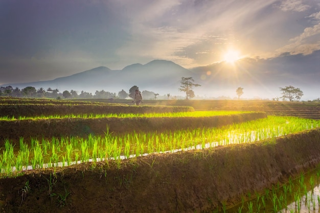 Vue matinale d'un agriculteur pulvérisant du riz au lever du soleil et des montagnes bleues et un ciel clair