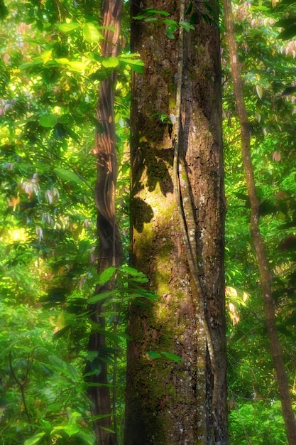 Vue matinale du lever du soleil dans la forêt luxuriante verte